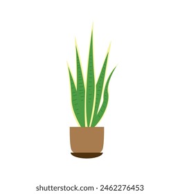 Dracaena trifasciata icon. Sansevieria trifasciata icon. Snake plant icon. Vector.