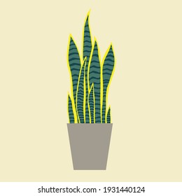 Dracaena trifasciata, is most commonly known as the snake plant, a popular decorative house plant native to tropical rainforest. Vector illustration.