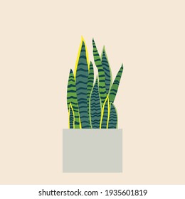 Dracaena trifasciata, is most commonly known as the snake plant, a popular decorative house plant native to tropical rainforest. Vector illustration.