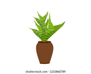 Dracaena trifasciata on a white background.