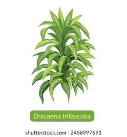 Dracaena trifasciata plants vector illustration designs 