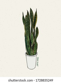 Dracaena trifasciata is a species of flowering plant in the family Asparagaceae, hand draw sketch vector.