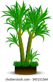 Dracaenas plant on a white background,  tropical palm like shrub or tree with ornamental foliage, popular as a greenhouse or indoor plant