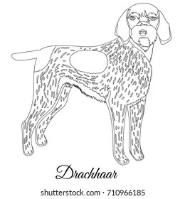 Drachhaar dog outline vector illustration