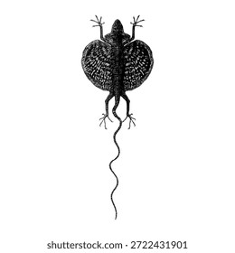 Draco volans lagarto, también conocido como el dragón volador, mostrando su distintivo patagio en forma de ala y cola alargada en una composición minimalista y aislada.