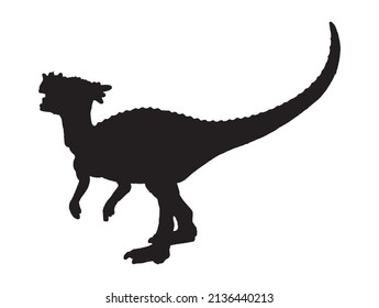 Dracorex   , dinosaur on isolated background .