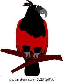 Dracula Parrott a Red and Black Parrot Perched on Branch Vector Illustration