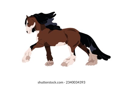 Draft draught heavy horse of Shire breed. Carthorse, work stallion walking. Purebred steed with feathering on legs, mane, long hair. Flat graphic vector illustration isolated on white background.