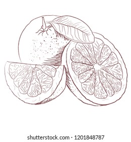 Draft grapefruit picture. Hand drawing