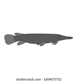 Draft of young alligator gar ,the largest species in the gar family, and among the largest freshwater fishes in North America.