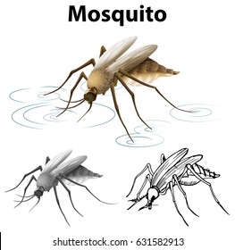 Drafting character for mosquito illustration