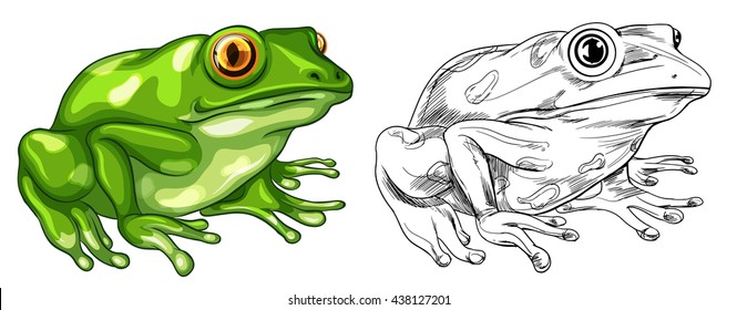 Drafting and colored picture of frog illustration