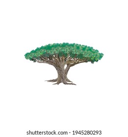 dragon blood tree vector illustrations isolated on white