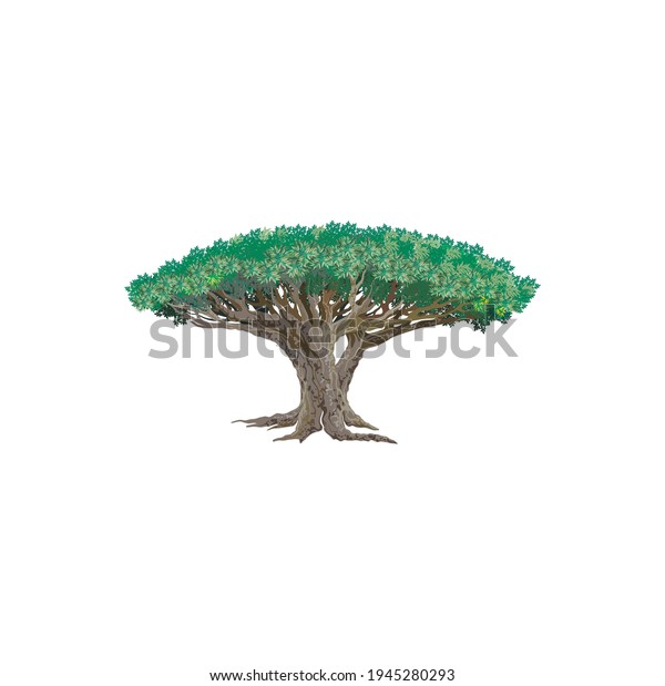 dragon blood tree background clipart