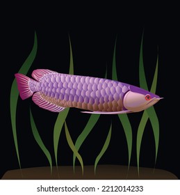 dragon fish vector illustration Chinese auspicious fish, fortune, seaweed, black background.