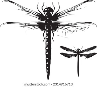 Dragon fly animal white background images