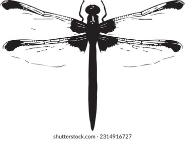 Dragon fly animal white background images