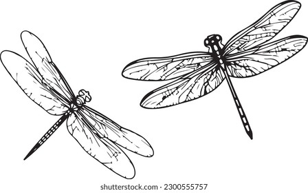 Dragon fly line art vector art silhoutte