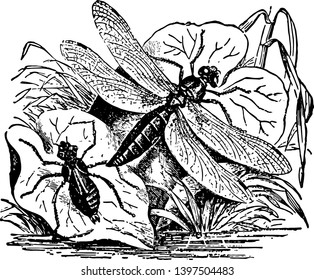 Dragon Fly y Nymph es un tipo de insecto perteneciente al orden de dibujo de la línea de Odonata vintage o ilustración grabadora.