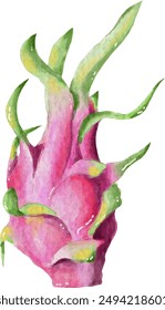 dragon fruit element design for templates, watercolor style.