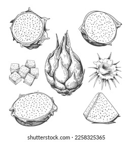 Dragon fruit engraving. Hand drawn etching pitaya parts isolated, bali pitahaya whole half slices flower sugar lumps outline sketch vector illustration