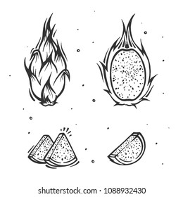 Dragon fruit. Exotic Thailand fruit in sketch style