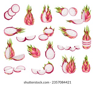 Dragon Fruit as Exotic Tropical Food Big Vector Set