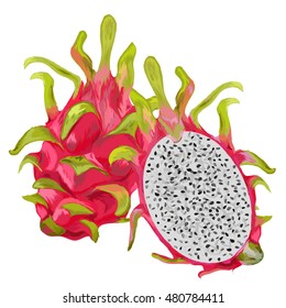 Dragon fruit. freshness pitaya vector illustration. 