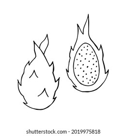 Esbozo de dibujo a mano de fruta dragón aislado en fondo blanco. Ilustración de material vectorial. 