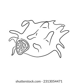Dragon fruit. Hand drawn outline doodle icon. Transparent isolated on white background. Vector illustration.