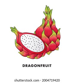 Dragon Fruit Illustration Clipart Vector Design