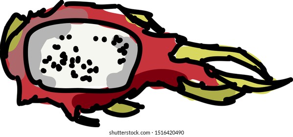 Dragon fruit, illustration, vector on white background.