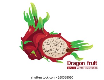 dragon fruit illustrator vector