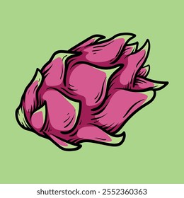 dragon fruit isolated colored drawing line art style sketch classic vintage design illustration