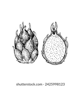 Dragon fruit, isolated on white background. Hand-drawn ink illustration in retro engraving style. Detailed vector drawing.