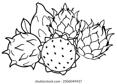 Dragon Fruit line art dynamic fruit outline estudio artístico inspirado en la naturaleza