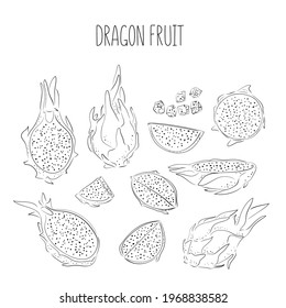 Dragon fruit line vector drawing big set. Hand drawn tropical food illustration. Summer dragonfruit. Whole and sliced pitya. Botanical vintage sketch for label, juice packaging design and menu