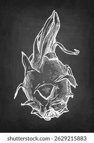 Dragon fruit. Pitaya chalk sketch on blackboard background. Hand drawn vector illustration. Vintage style.