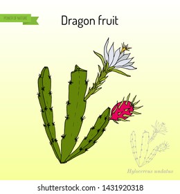 Dragon fruit, or pitaya (Hylocereus undatus), edible and medicinal plant. Hand drawn botanical vector illustration