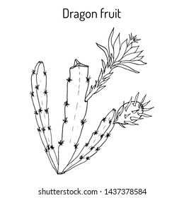 Dragon fruit, or pitaya (Hylocereus undatus), edible and medicinal plant. Hand drawn botanical vector illustration