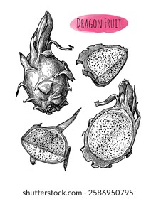 Dragon fruit. Pitaya ink sketch set. Hand drawn vector illustration. Retro style.