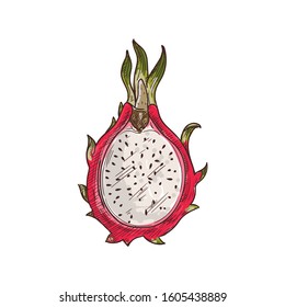 Dragon fruit pitaya isolated sketch. Vector half of pithaya, exotic tropical dragonfruit dessert