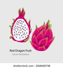 Dragon fruit. Pitaya, Pitahaya vector illustration