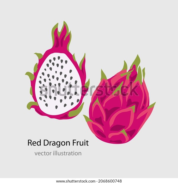 Dragon fruit.\
Pitaya, Pitahaya vector\
illustration