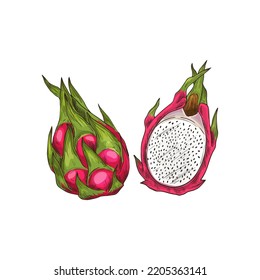 Dragon fruit pitaya whole and cut isolated sketch. Vector pithaya, exotic tropical dragonfruit dessert. Longitudinal section of ripe pitahaya, juicy tropical fruit, vegetarian food, grocery product