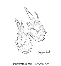 Ilustración vectorial de boceto de fruta Dragon. Pitaya dibujada a mano aislada en un fondo blanco.