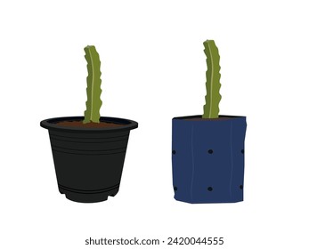 Dragon fruit tree on a white background.