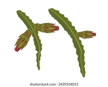 Dragon fruit tree on a white background.