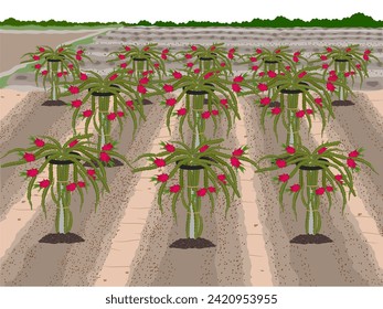 Dragon fruit tree on a white background.