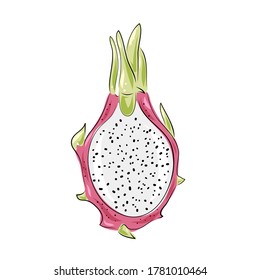Dragon fruit vector. Hand drawn tropical food illustration. Pink summer dragonfruit. Whole pitya. Botanical vintage sketch for label, juice packaging design and menu.